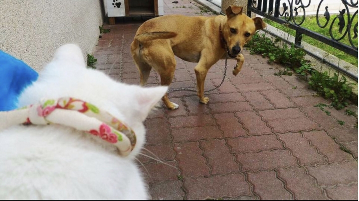 我家哈囉貓咪🐱