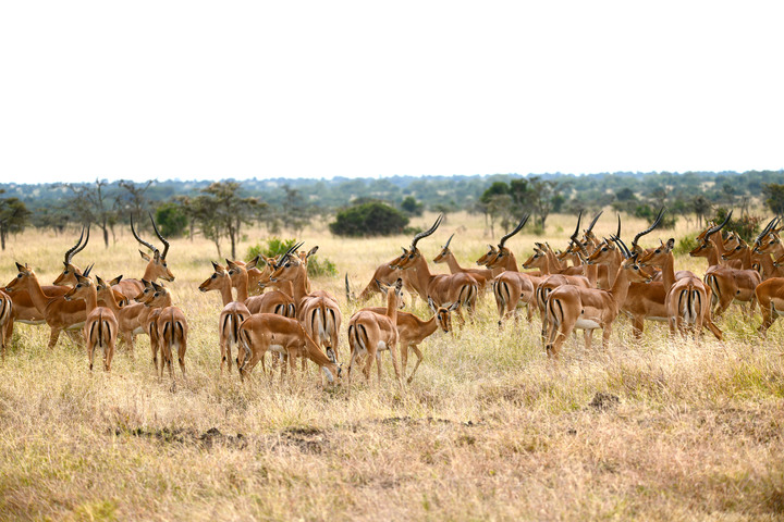 Kenya Safari │ 動物大遷徙 Day 2