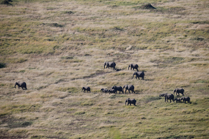 Kenya Safari │ 動物大遷徙 Day 8 and Day 9完結篇