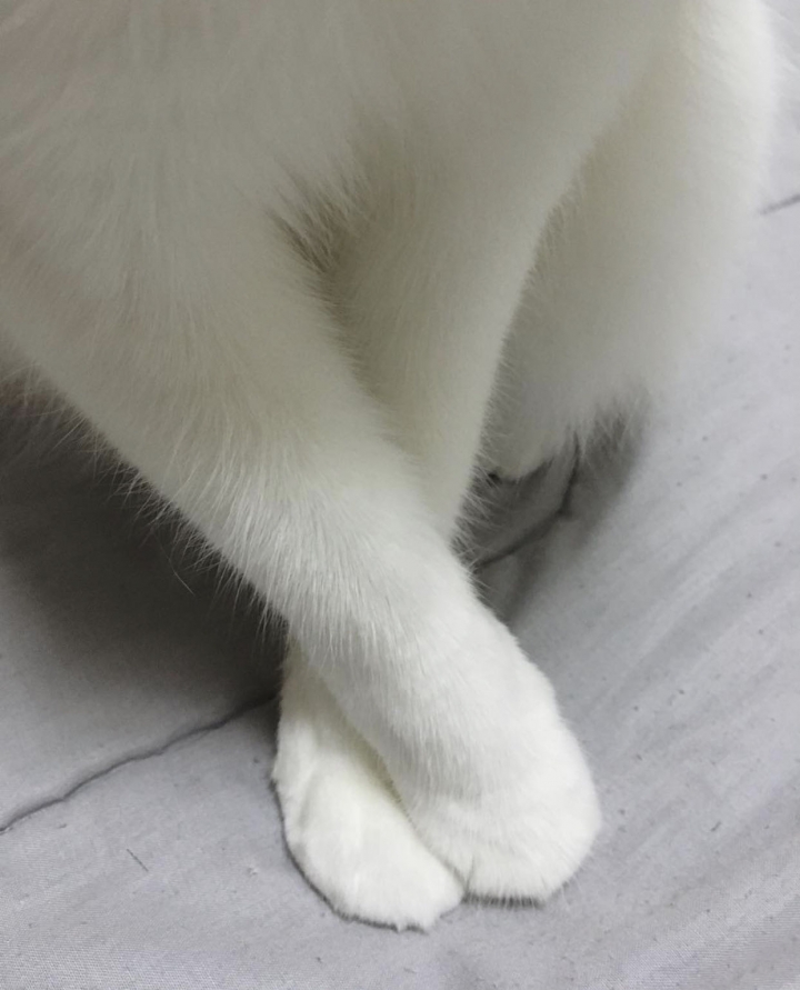 我家哈囉貓咪🐱