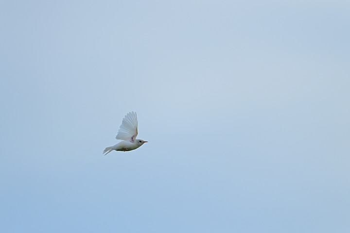 Nikon D6+556PF白化東方大葦鶯