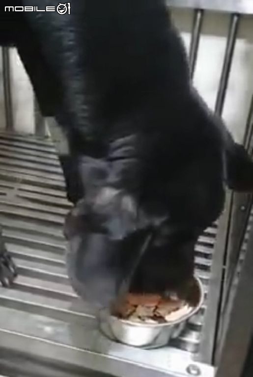 照生會貓狗119增加中部項雷號救援小組 期望社會大眾支持