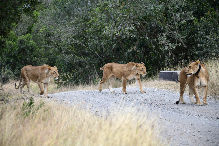 Kenya Safari │ 動物大遷徙 Day 2