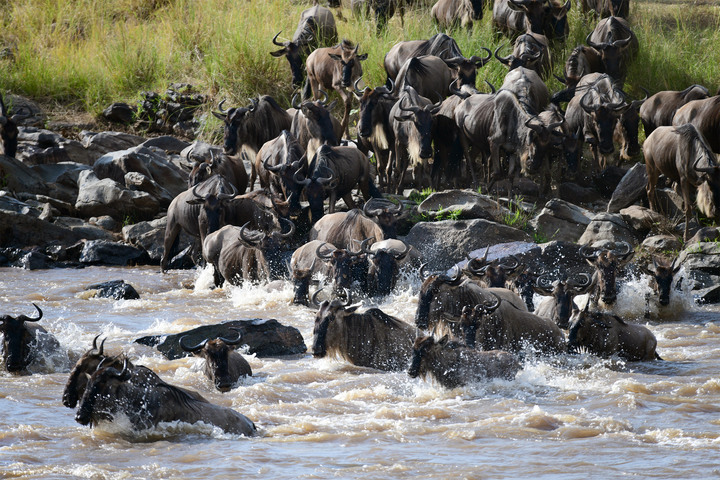 Kenya Safari │ 動物大遷徙 Day 7