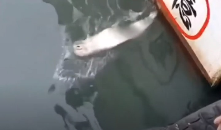 台灣漁港竟然出現大魚下海活抓-這……能吃嗎？
