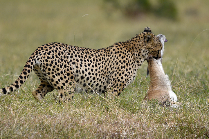 Kenya Safari │ 動物大遷徙 Day 2