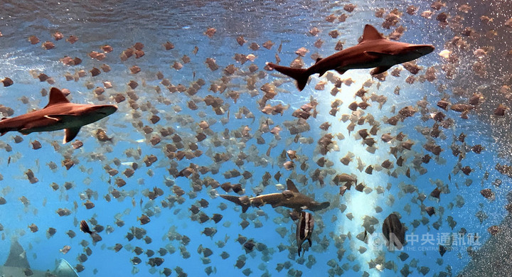 日本橫濱Xpark水族館進駐桃園 企鵝穿梭館內咖啡廳