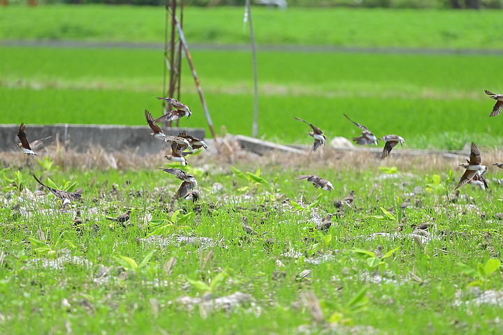 點我看大圖 D6+556PF:南州有機黑糯米田裡上千隻燕鴴飛舞