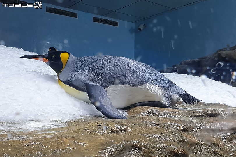 搶先看!桃園 Xpark 水族館 夢幻鯊魚悠遊X企鵝陪你喝咖啡