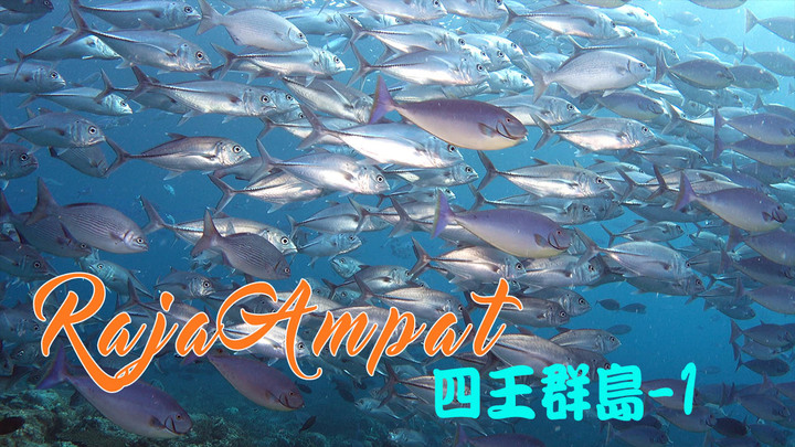 四王群島海中影片系列 EP-1 魚群交通轉運站