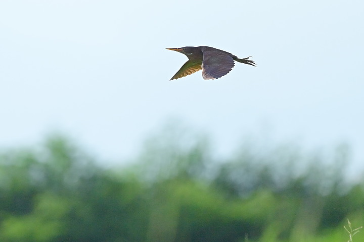 Nikon D6+556PF白化東方大葦鶯