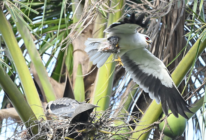 Nikon D6+556PF記錄黑翅鳶亞成鳥大寶、二寶離巢與感謝鳥友們及屏科大協力救助三寶。