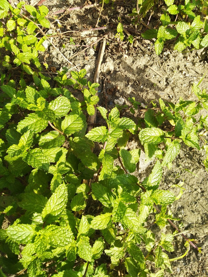 請問這種植物是仙草嗎?
