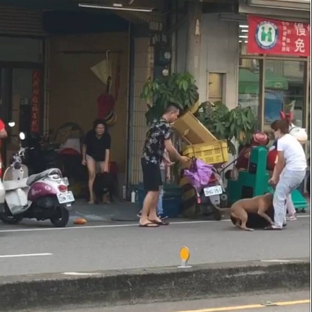 影/比特犬「恐攻」32秒影片曝!主人一家5口椅子猛砸拉不開黑汪狂哀嚎險死