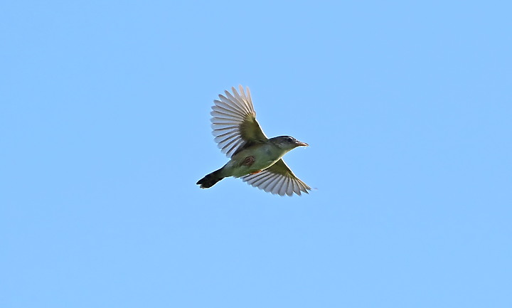 Nikon D6+556PF白化東方大葦鶯