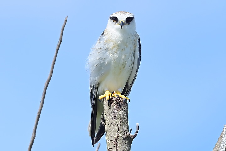 Nikon D6+556PF記錄黑翅鳶亞成鳥大寶、二寶離巢與感謝鳥友們及屏科大協力救助三寶。