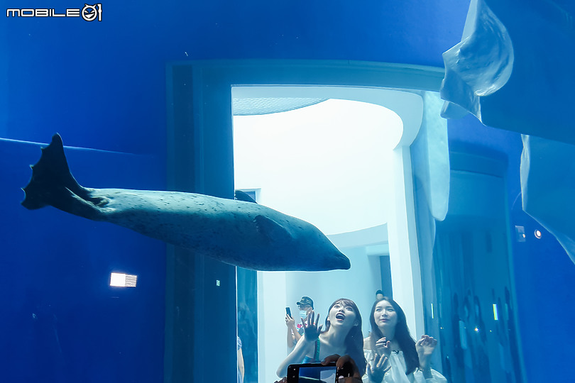 搶先看!桃園 Xpark 水族館 夢幻鯊魚悠遊X企鵝陪你喝咖啡