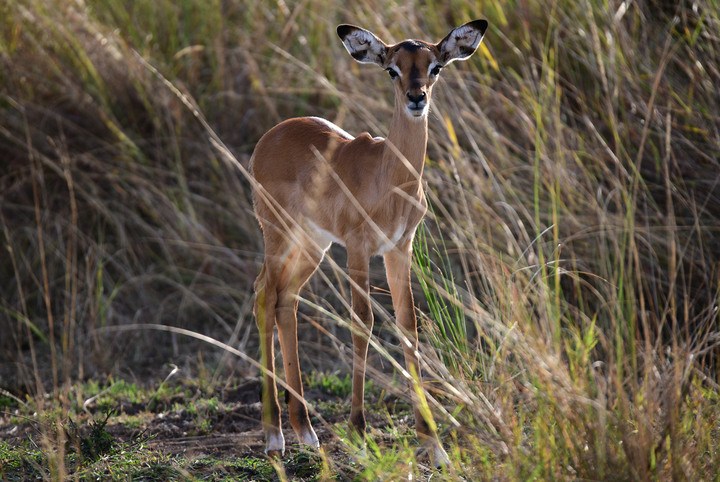 Kenya Safari │ 動物大遷徙 Day 7