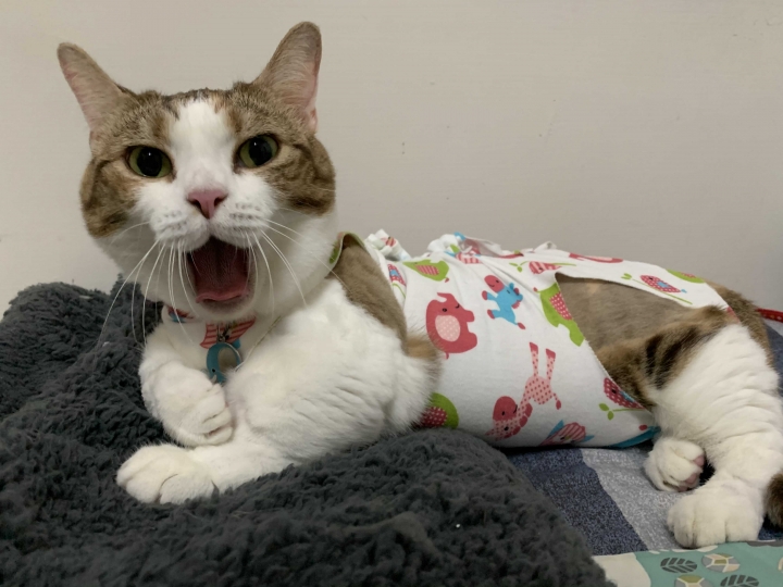 「問」關於貓咪的根管治療？