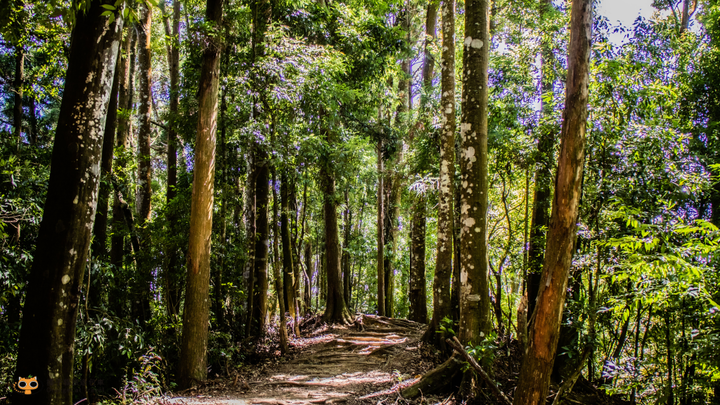 攻頂台版富士山｜加里山包車攻頂一日遊