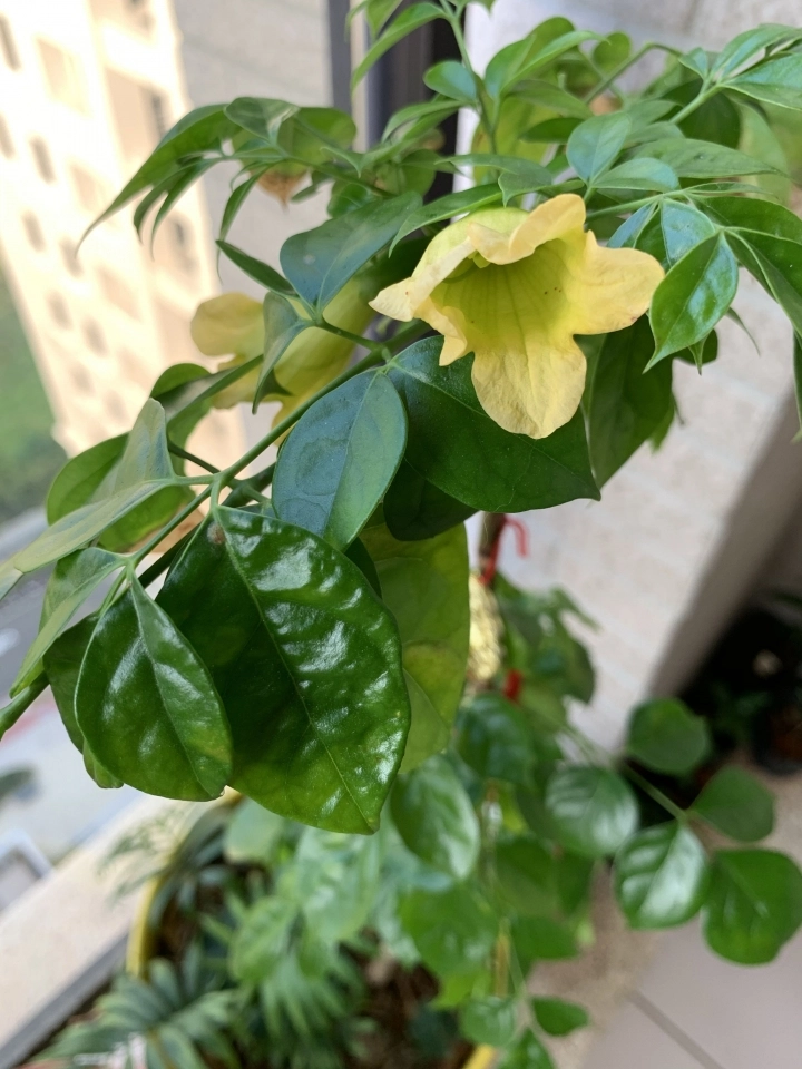 進財樹旺旺樹開花 結果 Mobile01
