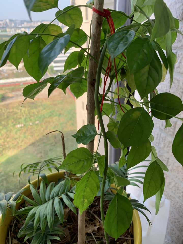 進財樹 旺旺樹 開花🌼 結果