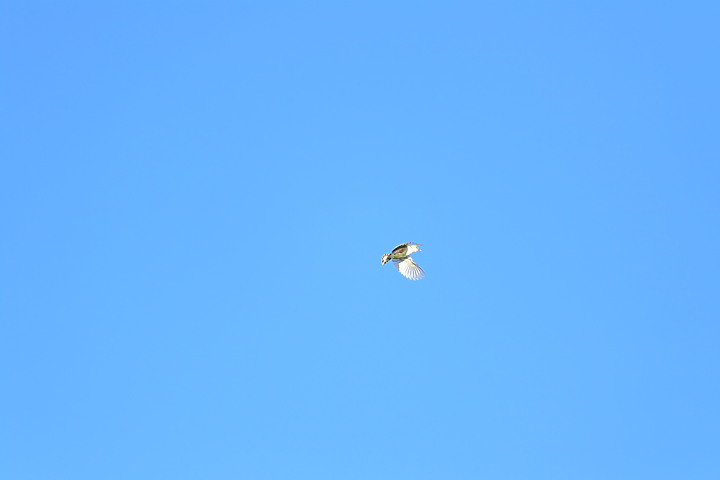 Nikon D6+556PF白化東方大葦鶯