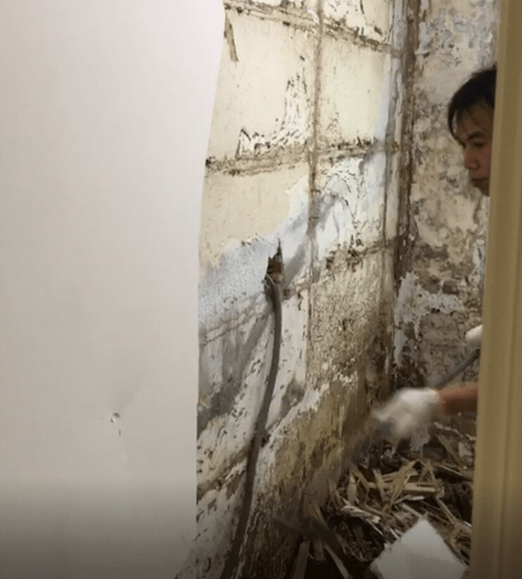 裝潢前沒除白蟻的下場，裝潢打掉重練