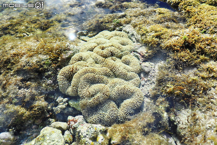 點我看大圖 (映像旅行) 到後壁湖泡水消暑一“夏" in 屏東恆春鎮 feat. Canon PowerShot G1 X Mark III