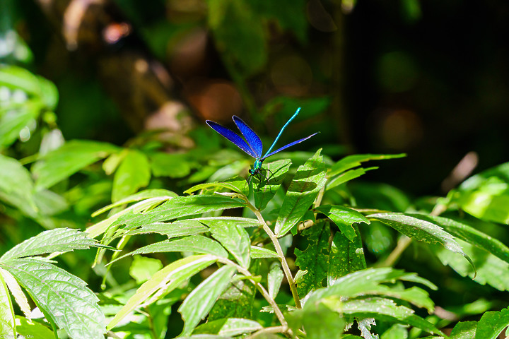 [開箱] Tamron 28-200mm F2.8-5.6 A071 不專業試拍