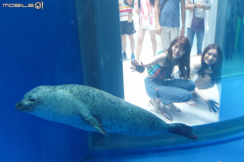 搶先看!桃園 Xpark 水族館 夢幻鯊魚悠遊X企鵝陪你喝咖啡