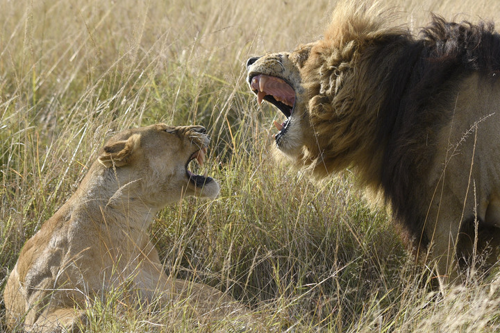 Kenya Safari │ 動物大遷徙 Day 7