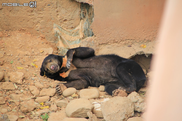 【小惡魔振興券】新竹市立動物園。2019年底重新開幕，逛全台現存最古老動物園，還能欣賞日治時期古蹟