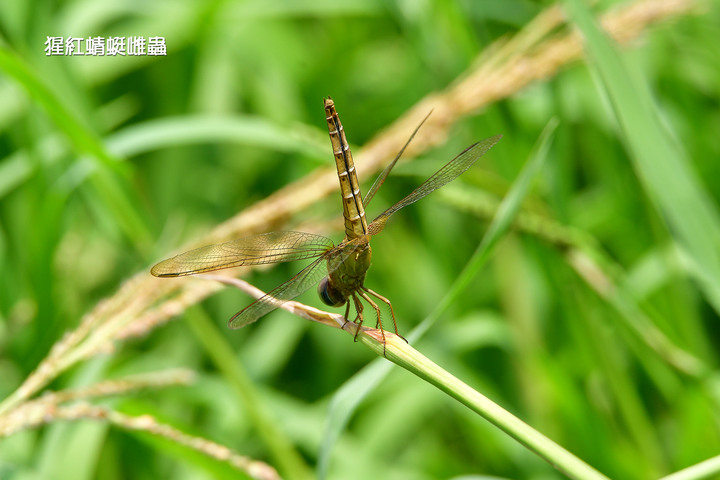 南港新庄仔埤7月生態現勘─捕蚊高手蜻蜓及細蟌