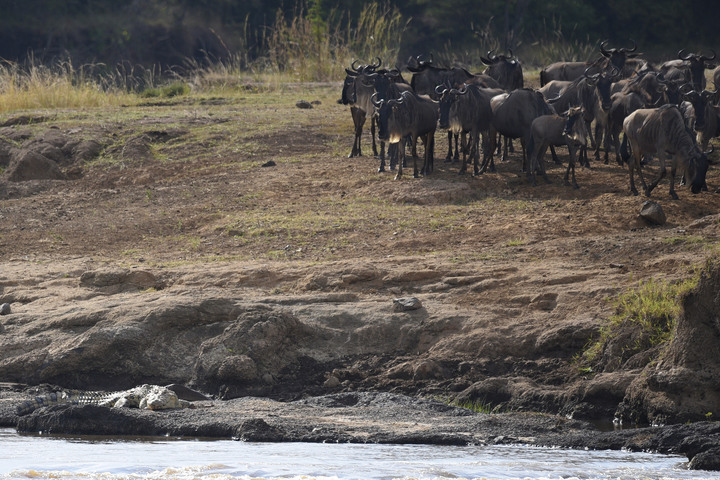 Kenya Safari │ 動物大遷徙 Day 7