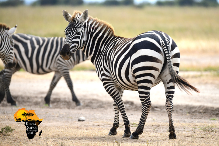 Kenya Safari │ 動物大遷徙 Day 2