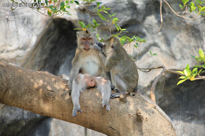 【小惡魔振興券】新竹市立動物園。2019年底重新開幕，逛全台現存最古老動物園，還能欣賞日治時期古蹟