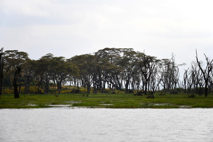 Kenya Safari │ 動物大遷徙 Day 3