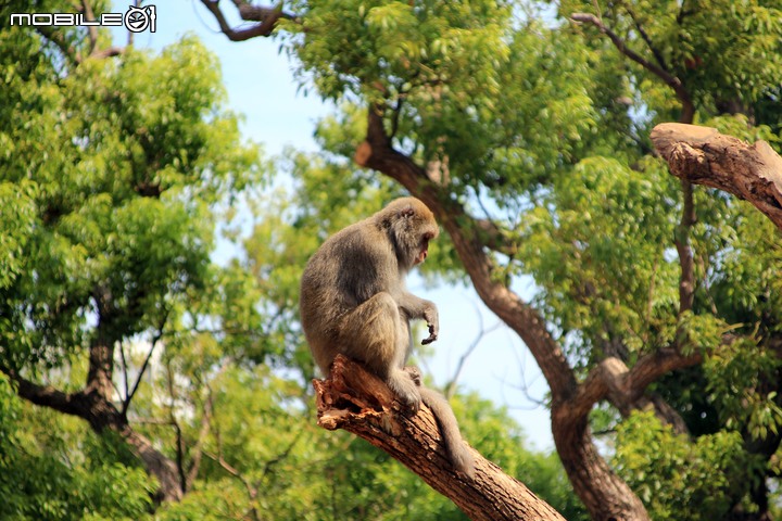 【小惡魔振興券】新竹市立動物園。2019年底重新開幕,逛全台現存最古老動物園,還能欣賞日治時期古蹟