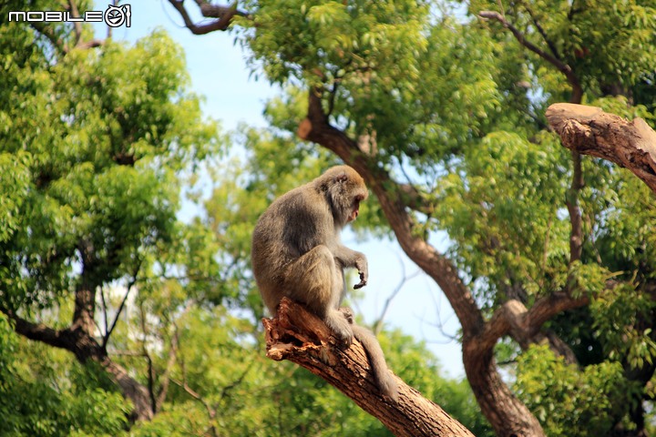 【小惡魔振興券】新竹市立動物園。2019年底重新開幕，逛全台現存最古老動物園，還能欣賞日治時期古蹟