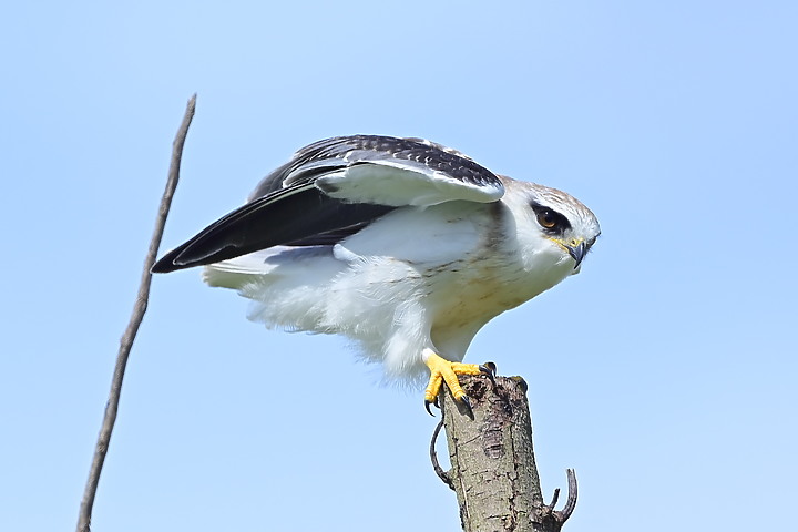 Nikon D6+556PF記錄黑翅鳶亞成鳥大寶、二寶離巢與感謝鳥友們及屏科大協力救助三寶。