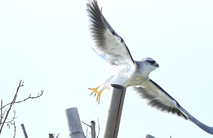 Nikon D6+556PF記錄黑翅鳶亞成鳥大寶、二寶離巢與感謝鳥友們及屏科大協力救助三寶。