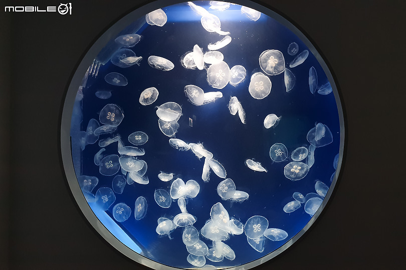 搶先看!桃園 Xpark 水族館 夢幻鯊魚悠遊X企鵝陪你喝咖啡