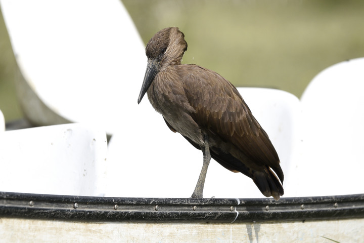 Kenya Safari │ 動物大遷徙 Day 3