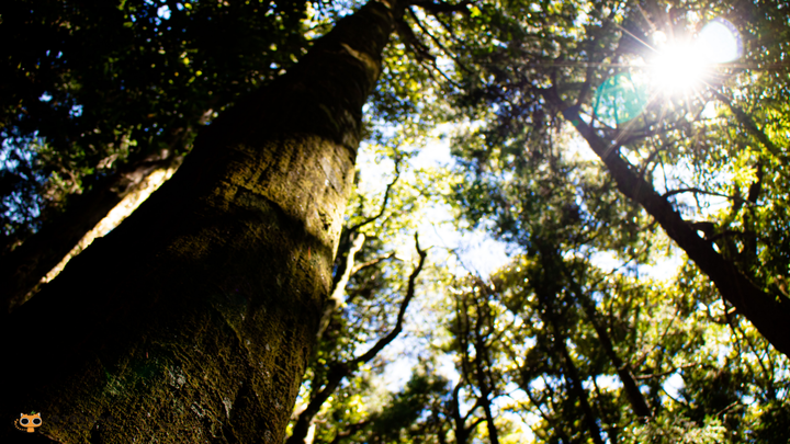 攻頂台版富士山｜加里山包車攻頂一日遊