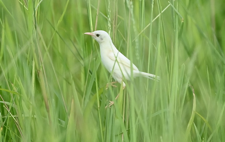 Nikon D6+556PF白化東方大葦鶯