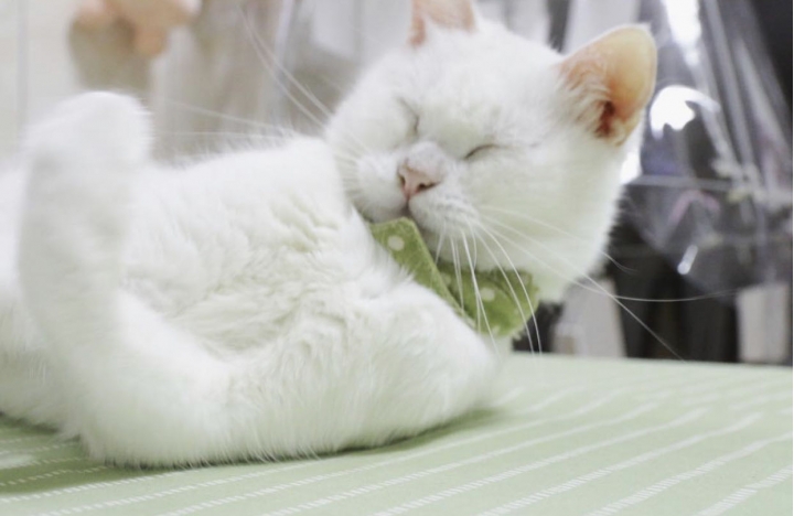 我家哈囉貓咪🐱