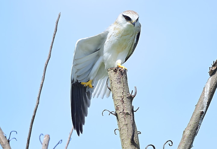 Nikon D6+556PF記錄黑翅鳶亞成鳥大寶、二寶離巢與感謝鳥友們及屏科大協力救助三寶。