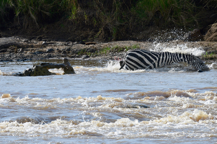 Kenya Safari │ 動物大遷徙 Day 7