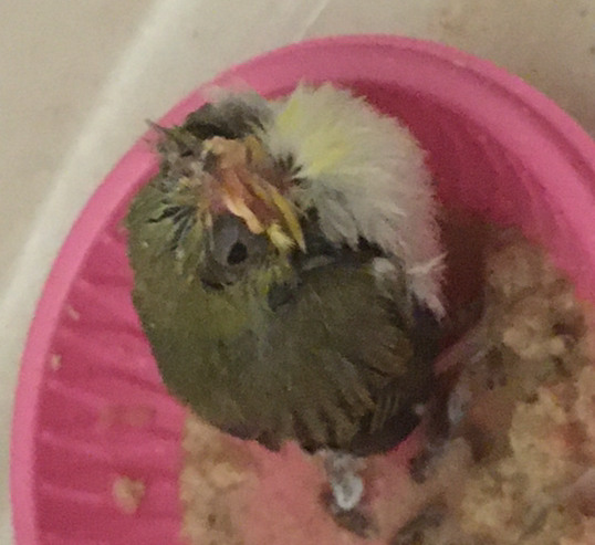 撿到受傷幼鳥(請問小鳥名稱）